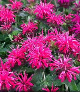 Monarda didyma 'Balmy Rose'